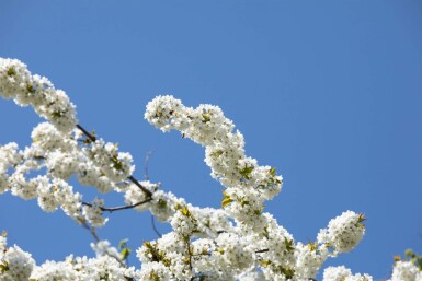 Vogel-Kirsche Prunus avium Mehrstämmig 200-250 T Prunus avium Mehrstämmig 200-250