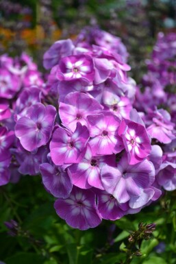 Garten-Flammenblume Phlox paniculata 'Laura' 5-10 Topf 9x9 cm (P9) Phlox paniculata 'Laura'