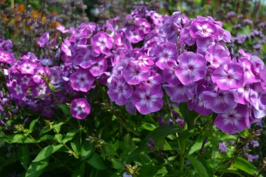 Garten-Flammenblume Phlox paniculata 'Laura' 5-10 Topf 9x9 cm (P9)