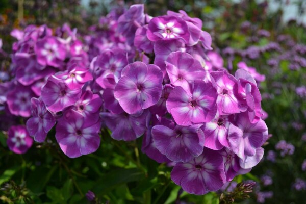 GartenFlammenblume Phlox paniculata 'Laura' 510 Topf 9x9 cm (P9