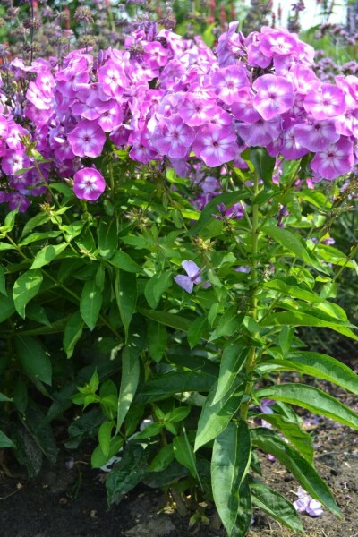 GartenFlammenblume Phlox paniculata 'Laura' 510 Topf 9x9 cm (P9
