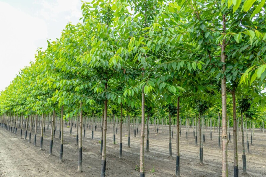 Gefüllte Vogelkirsche Prunus avium 'Plena' Hochstamm Stammumfang 16-18 T Prunus avium 'Plena' Hochstamm 16/18