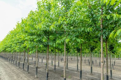 Gefüllte Vogelkirsche Prunus avium 'Plena' Hochstamm Stammumfang 16-18 T Prunus avium 'Plena' Hochstamm 16/18