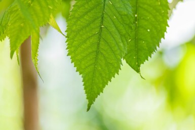 Gefüllte Vogelkirsche Prunus avium 'Plena' Hochstamm Stammumfang 16-18 T Prunus avium 'Plena' Hochstamm 16/18