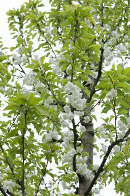 Gefüllte Vogelkirsche Prunus avium 'Plena' Hochstamm Stammumfang 16-18 T Prunus avium 'Plena' Hochstamm 16/18