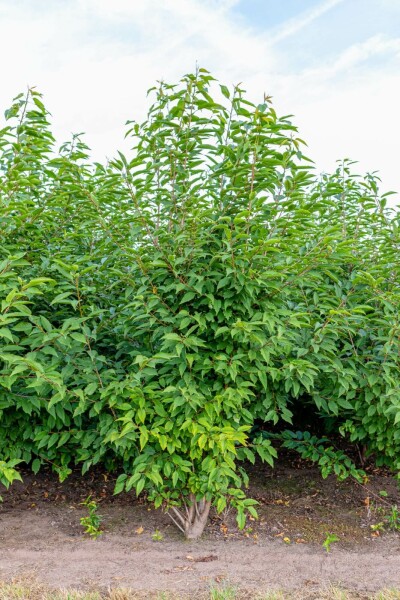 Gefüllte Vogelkirsche Prunus avium 'Plena' Mehrstämmig 300-350 T Prunus avium 'Plena' Mehrstämmig 300-350