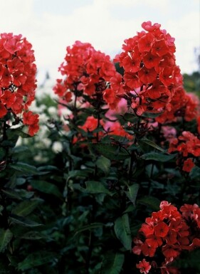 Hohe Garten-Flammenblume Phlox paniculata 'Starfire' 5-10 Topf 9x9 cm (P9) Phlox paniculata 'Starfire'