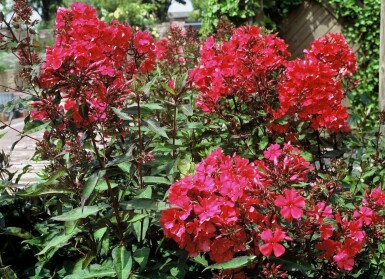 Hohe Garten-Flammenblume Phlox paniculata 'Starfire' 5-10 Topf 9x9 cm (P9)