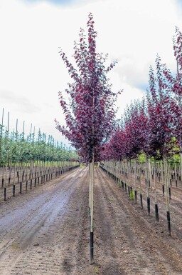 Blut-Pflaume Prunus cerasifera 'Nigra' Prunus cerasifera 'Nigra'