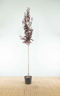 Blut-Pflaume Prunus cerasifera 'Nigra' Hochstamm Prunus cerasifera 'Nigra' Hochstamm