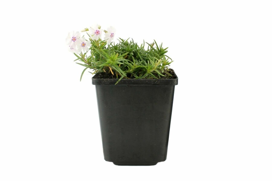 Flammenblume Phlox subulata 'Amazing Grace' 5-10 Topf 9x9 cm (P9) Phlox subulata 'Amazing Grace'