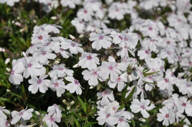 Flammenblume Phlox subulata 'Amazing Grace' 5-10 Topf 9x9 cm (P9) Phlox subulata 'Amazing Grace'