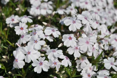 Flammenblume Phlox subulata 'Amazing Grace' 5-10 Topf 9x9 cm (P9) Phlox subulata 'Amazing Grace'