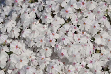Flammenblume Phlox subulata 'Amazing Grace' 5-10 Topf 9x9 cm (P9) Phlox subulata 'Amazing Grace'