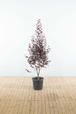 Blut-Pflaume Prunus cerasifera 'Nigra' Strauch Prunus cerasifera 'Nigra' Strauch