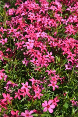 Moosphlox Phlox subulata 'Atropurpurea' 10-15 Topf 2 ltr. (C2) Phlox subulata 'Atropurpurea'