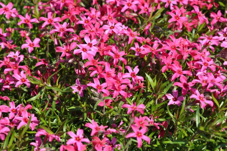 Moosphlox Phlox subulata 'Atropurpurea' 10-15 Topf 2 ltr. (C2) Phlox subulata 'Atropurpurea'