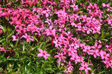 Moosphlox Phlox subulata 'Atropurpurea' 10-15 Topf 2 ltr. (C2) Phlox subulata 'Atropurpurea'