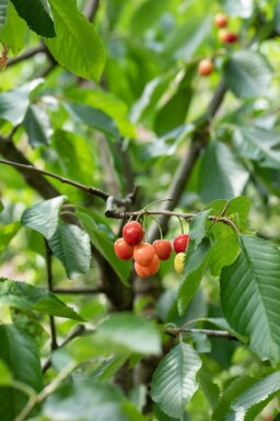 Sauer-Kirsche Prunus cerasus Prunus cerasus