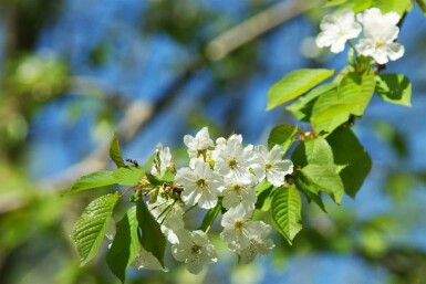 Sauer-Kirsche Prunus cerasus Hochstamm Prunus cerasus Hochstamm