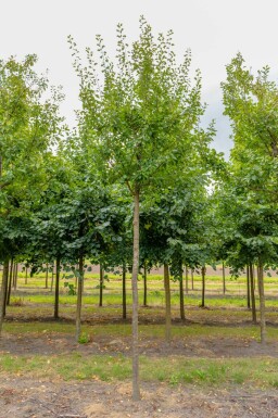 Pflaume Prunus domestica 'Opal' Hochstamm Prunus domestica 'Opal' Hochstamm