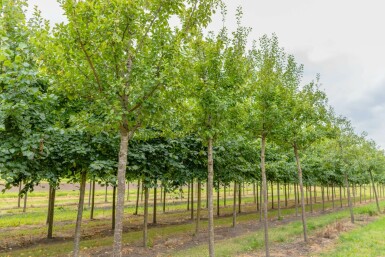 Pflaume Prunus domestica 'Opal' Hochstamm Prunus domestica 'Opal' Hochstamm