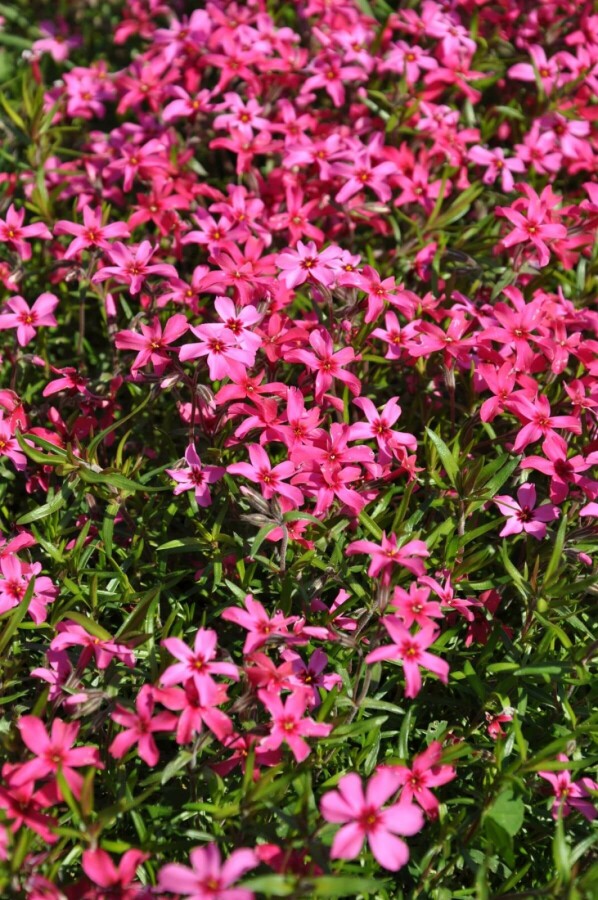 Moosphlox Phlox subulata 'Atropurpurea' 5-10 Topf 9x9 cm (P9) Phlox subulata 'Atropurpurea'