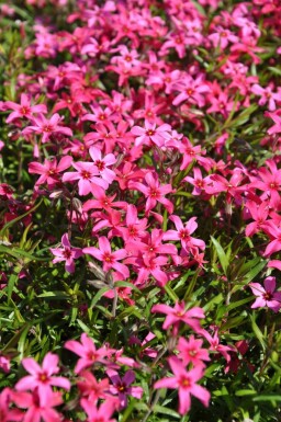 Moosphlox Phlox subulata 'Atropurpurea' 5-10 Topf 9x9 cm (P9) Phlox subulata 'Atropurpurea'
