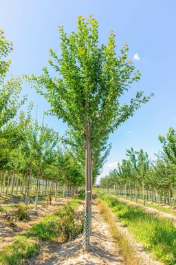 Pflaume Prunus domestica 'Hauszwetsche' Prunus domestica 'Hauszwetsche'