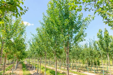 Pflaume Prunus domestica 'Hauszwetsche' Hochstamm Prunus domestica 'Hauszwetsche' Hochstamm