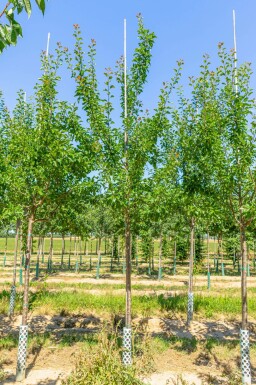 Pflaume Prunus domestica 'Reine Claude Verte' Prunus domestica 'Reine Claude Verte'