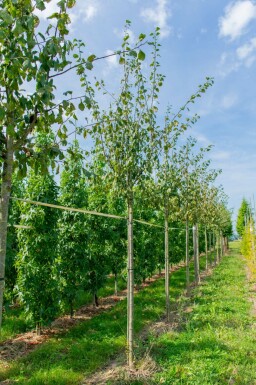 Mandelbaum Prunus dulcis Prunus dulcis