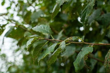 Mandelbaum Prunus dulcis Prunus dulcis