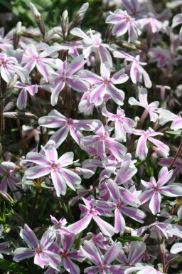 Gestreifter Teppichphlox Phlox subulata 'Candy Stripes' 5-10 Topf 9x9 cm (P9) Phlox subulata 'Candy Stripes'