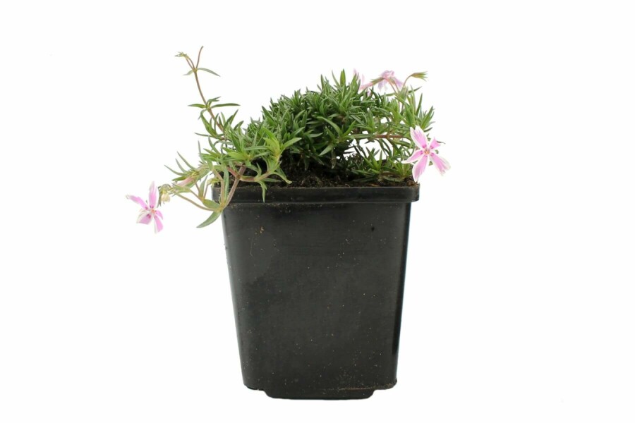 Gestreifter Teppichphlox Phlox subulata 'Candy Stripes' 5-10 Topf 9x9 cm (P9) Phlox subulata 'Candy Stripes'
