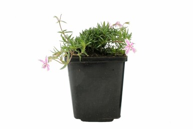 Gestreifter Teppichphlox Phlox subulata 'Candy Stripes' 5-10 Topf 9x9 cm (P9) Phlox subulata 'Candy Stripes'