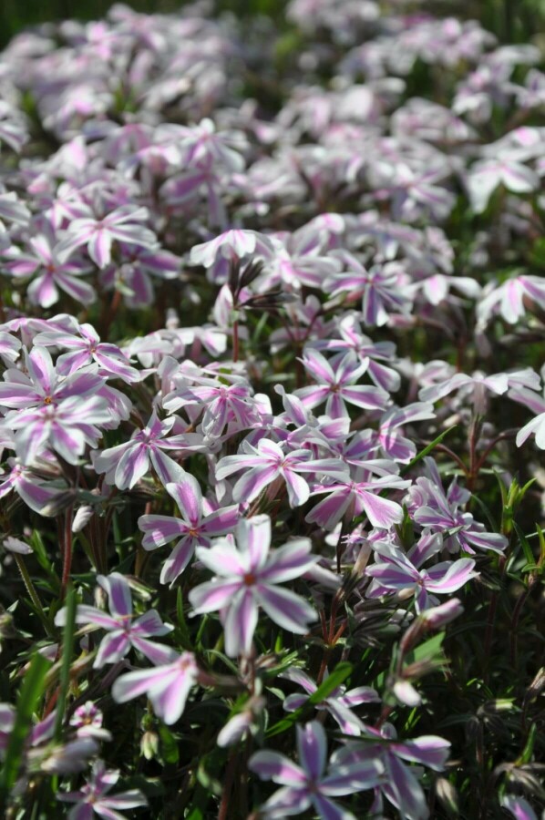 Gestreifter Teppichphlox Phlox subulata 'Candy Stripes' 5-10 Topf 9x9 cm (P9) Phlox subulata 'Candy Stripes'
