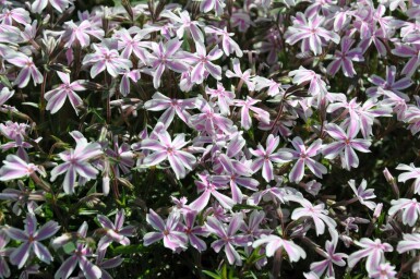 Gestreifter Teppichphlox Phlox subulata 'Candy Stripes' 5-10 Topf 9x9 cm (P9) Phlox subulata 'Candy Stripes'