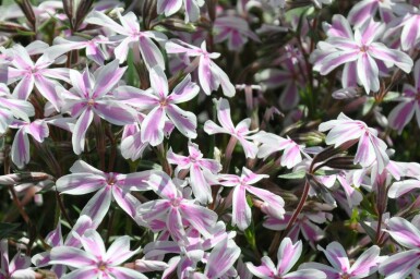 Gestreifter Teppichphlox Phlox subulata 'Candy Stripes' 5-10 Topf 9x9 cm (P9) Phlox subulata 'Candy Stripes'