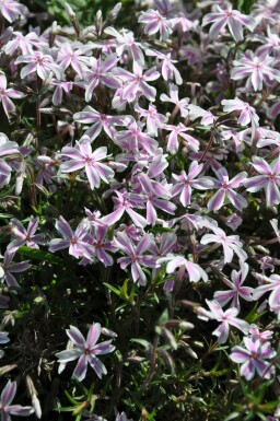 Gestreifter Teppichphlox Phlox subulata 'Candy Stripes' 5-10 Topf 9x9 cm (P9) Phlox subulata 'Candy Stripes'