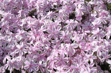 Gestreifter Teppichphlox Phlox subulata 'Candy Stripes' 5-10 Topf 9x9 cm (P9) Phlox subulata 'Candy Stripes'