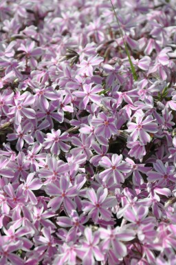 Gestreifter Teppichphlox Phlox subulata 'Candy Stripes' 5-10 Topf 9x9 cm (P9) Phlox subulata 'Candy Stripes'