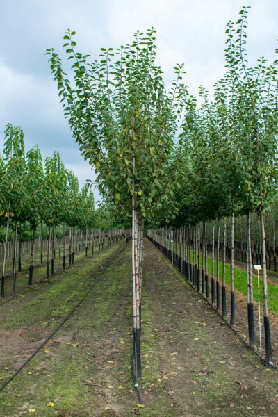 Mandelbaum Prunus dulcis Hochstamm Stammumfang 18-20 T Prunus dulcis Hochstamm 18/20