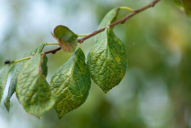 Mandelbaum Prunus dulcis Hochstamm Prunus dulcis Hochstamm
