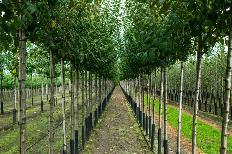 Mandelbaum Prunus dulcis Hochstamm Stammumfang 18-20 T Prunus dulcis Hochstamm 18/20