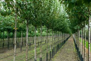 Mandelbaum Prunus dulcis Hochstamm Stammumfang 18-20 T Prunus dulcis Hochstamm 18/20