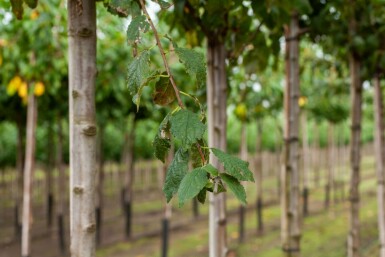 Mandelbaum Prunus dulcis Hochstamm Stammumfang 18-20 T Prunus dulcis Hochstamm 18/20