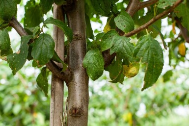 Mandelbaum Prunus dulcis Hochstamm Stammumfang 18-20 T Prunus dulcis Hochstamm 18/20