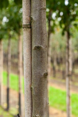 Mandelbaum Prunus dulcis Hochstamm Stammumfang 18-20 T Prunus dulcis Hochstamm 18/20