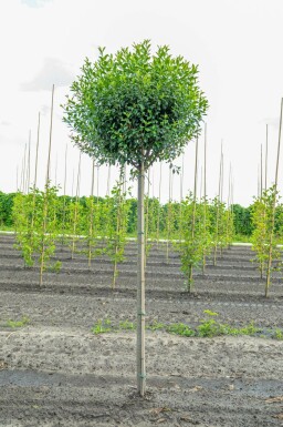 Mittlere Weichsel Prunus x eminens 'Umbraculifera' Hochstamm Prunus x eminens 'Umbraculifera' Hochstamm